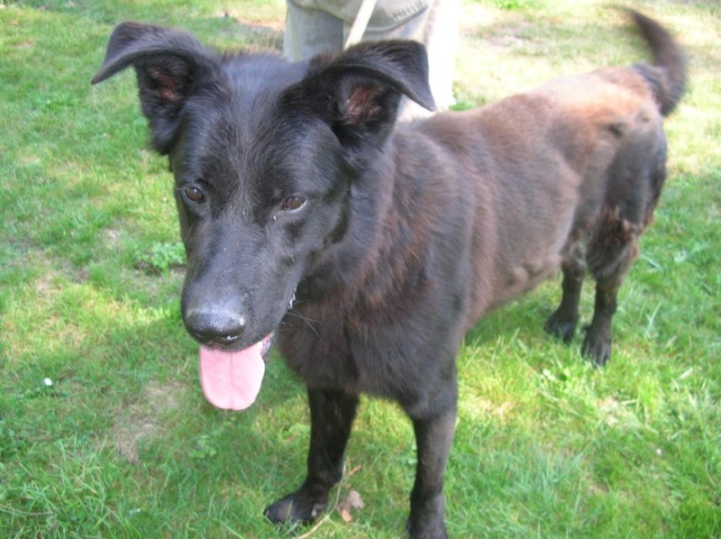 CACAO - x labrador 5 ans - Refuge Esperance à Appeville Annebault (27) Cacao_10