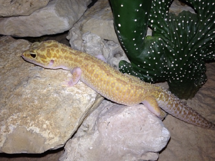 geckotte + terra  Geckot10
