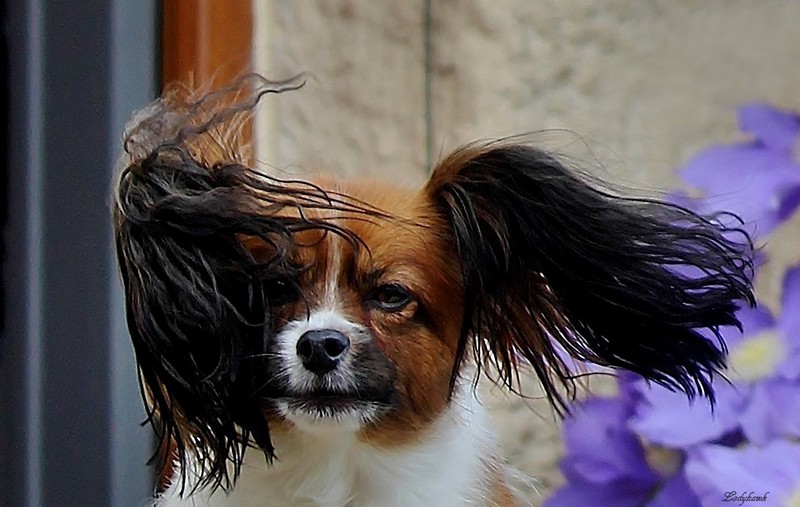 cheveux au vent Img_7311