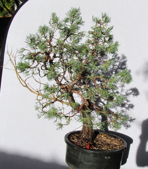 Juniperus scopulorum - Rocky Mountain Juniper First Styling 09810