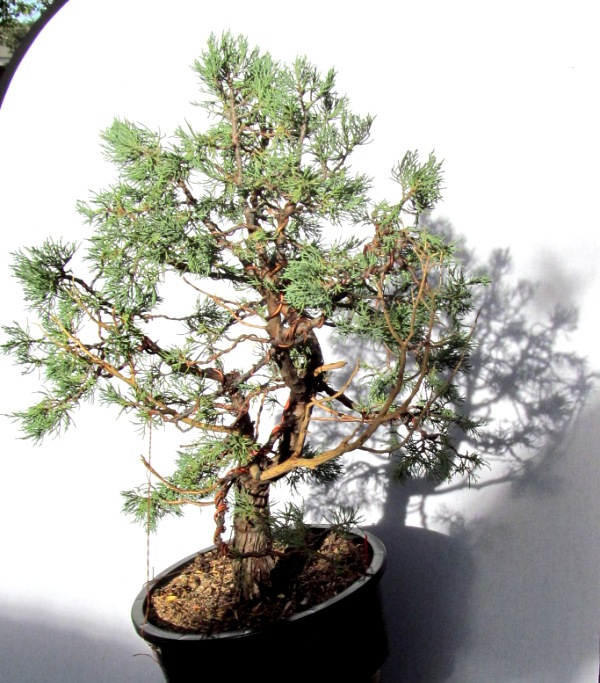 Juniperus scopulorum - Rocky Mountain Juniper First Styling 10410