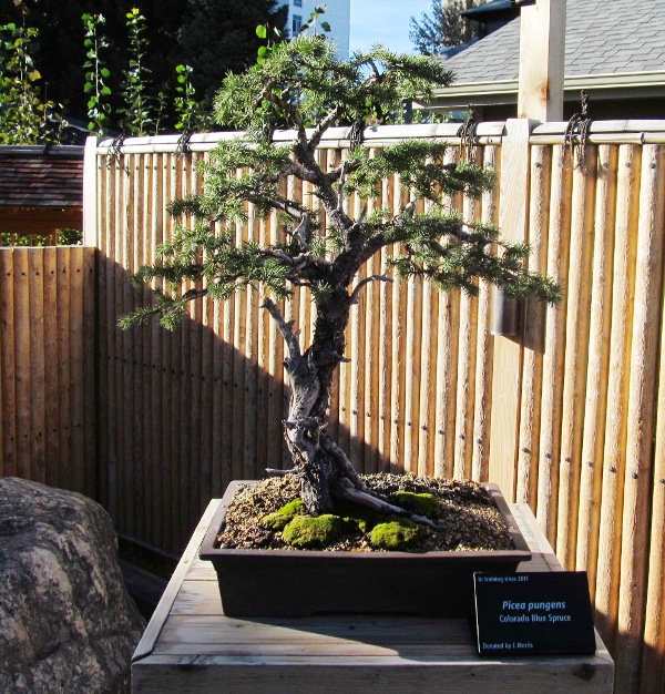 Denver Botanic Gardens - 2013 Fall Bonsai Show Bluesp10