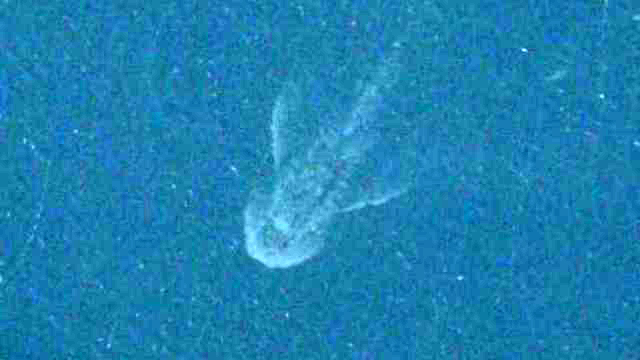 Le monstre du Loch Ness sur une image satellite ? Lo10