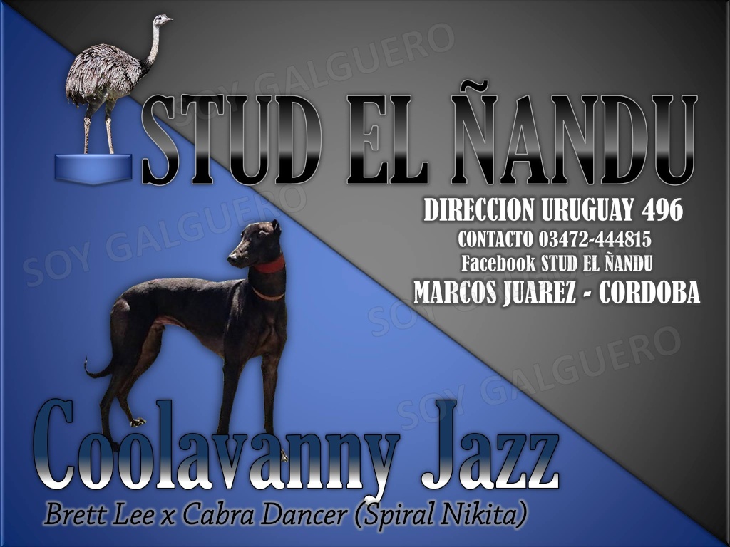 Stud " EL ÑANDU " de DIEGO SPACCESI 10012910