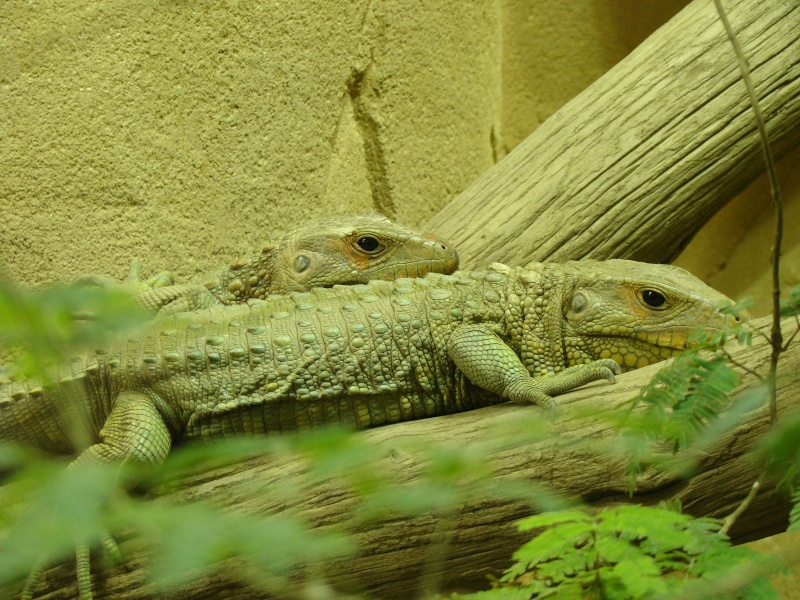 Alligator bay (moi aussi) Dsc07018