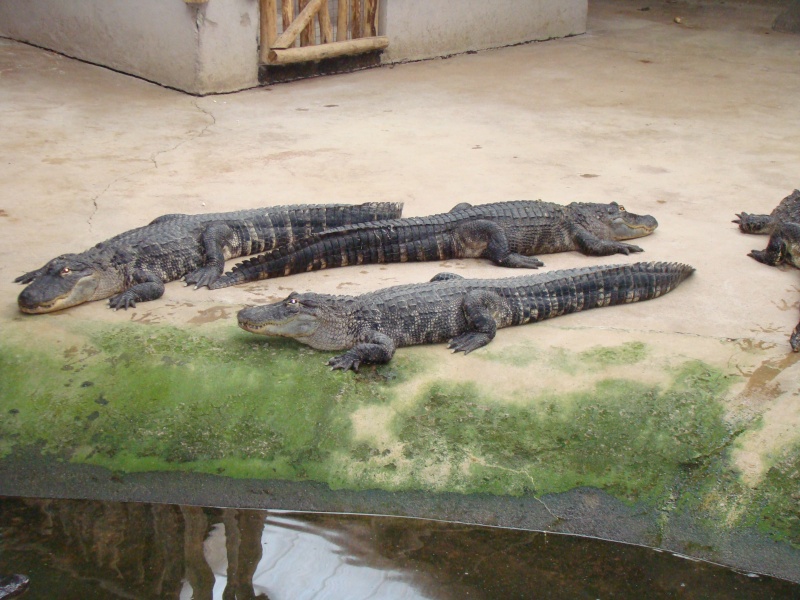 Alligator bay (moi aussi) Dsc07027