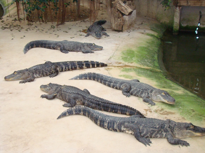 Alligator bay (moi aussi) Dsc07028