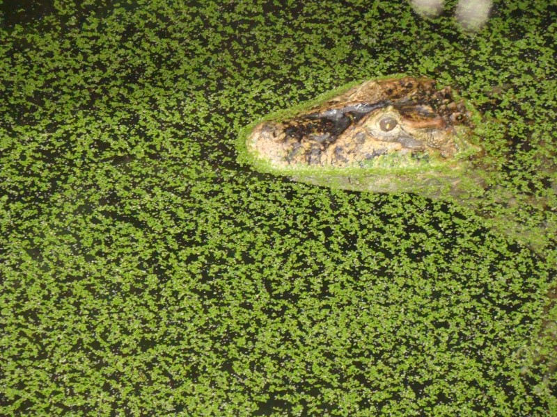 Alligator bay (moi aussi) Dsc07029