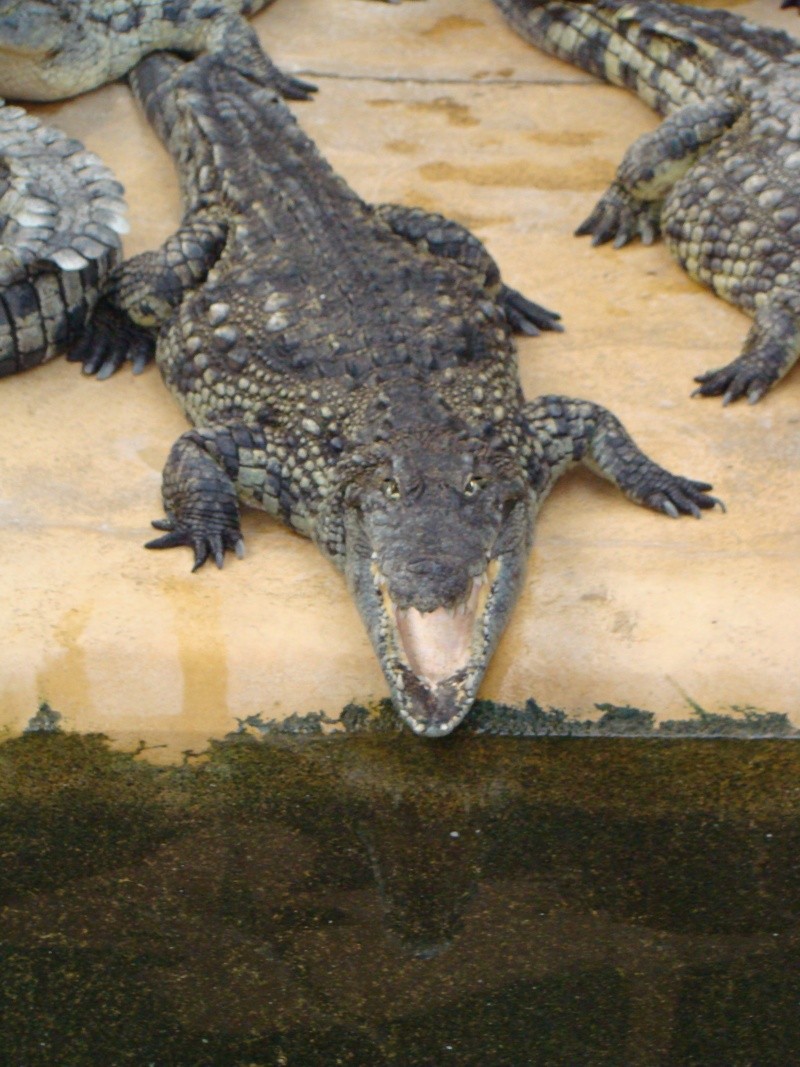 Alligator bay (moi aussi) Dsc07030
