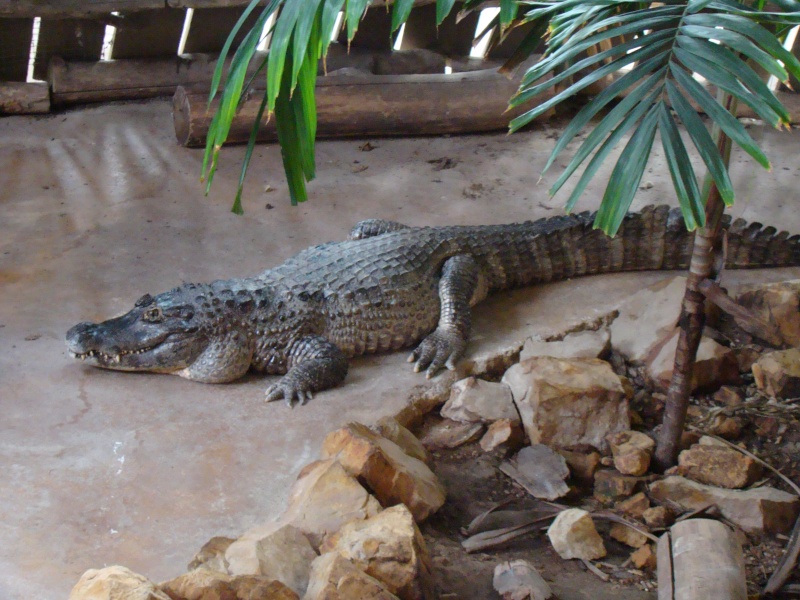 Alligator bay (moi aussi) Dsc07036