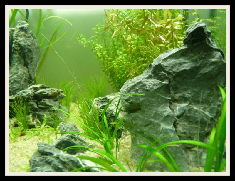 Aquascaping Scaper's Tank Dennerle "The end less way" - Page 2 1017