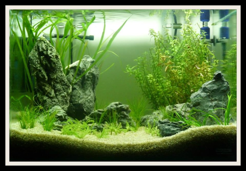 Aquascaping Scaper's Tank Dennerle "The end less way" - Page 2 320