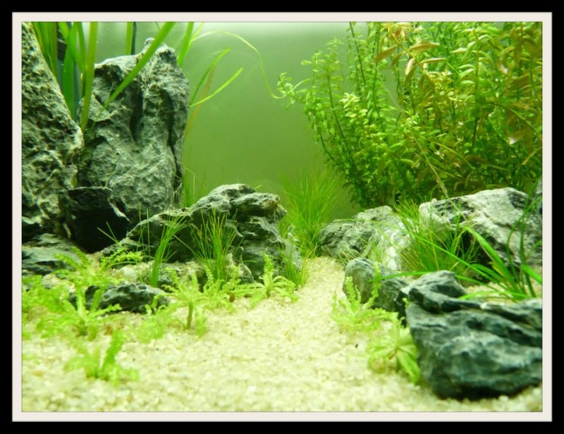 Aquascaping Scaper's Tank Dennerle "The end less way" - Page 2 718