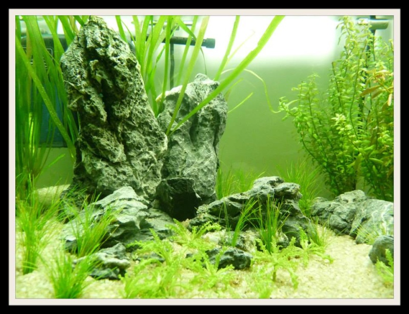 Aquascaping Scaper's Tank Dennerle "The end less way" - Page 2 917