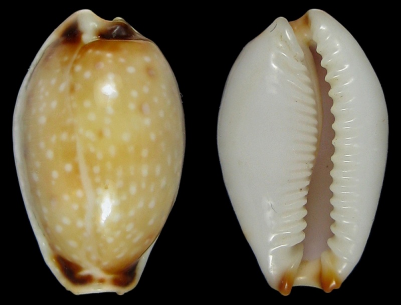Erosaria gangranosa reentsii (Dunker, 1852) voir gangranosa gangranosa 1810