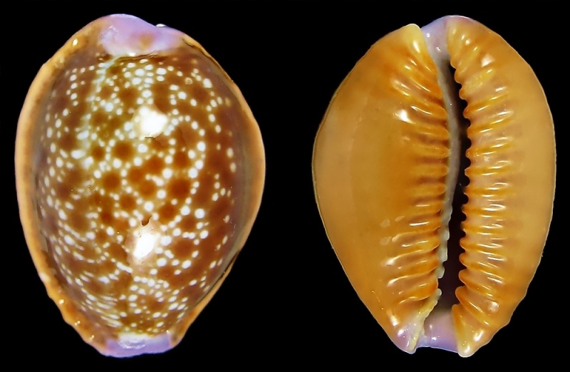 Naria helvola hawaiiensis (Melvill, 1888) 510