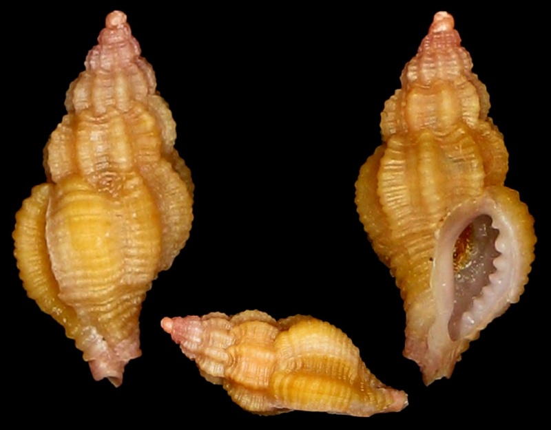 Ocinebrina aciculata (Lamarck, 1822) Img_0611