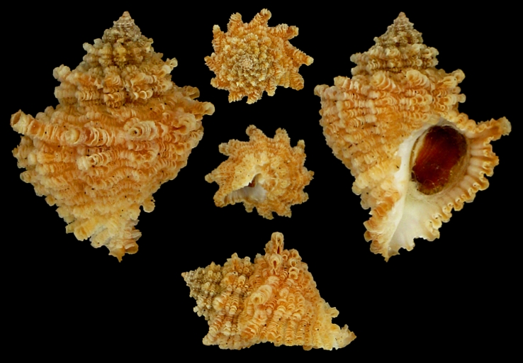 Babelomurex tectumsinensis (Deshayes, 1856) Scheda10