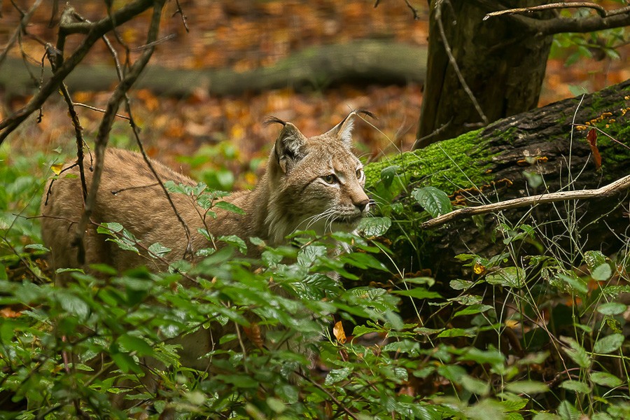 Parc de Ste Croix - 05/10/13 - photos animaux du parc 05102018