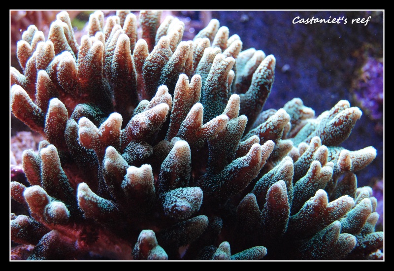 castaniet's reef - Page 5 Dsc_6119