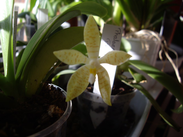 Phalaenopsis pallens 1_2_2_10