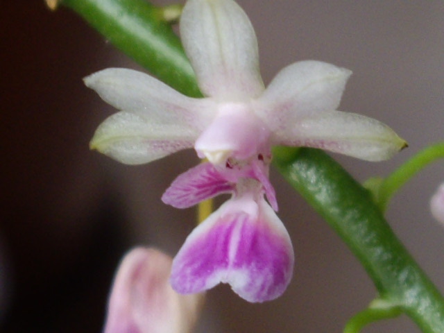 Phalaenopsis deliciosa subsp. deliciosa Imgp2820