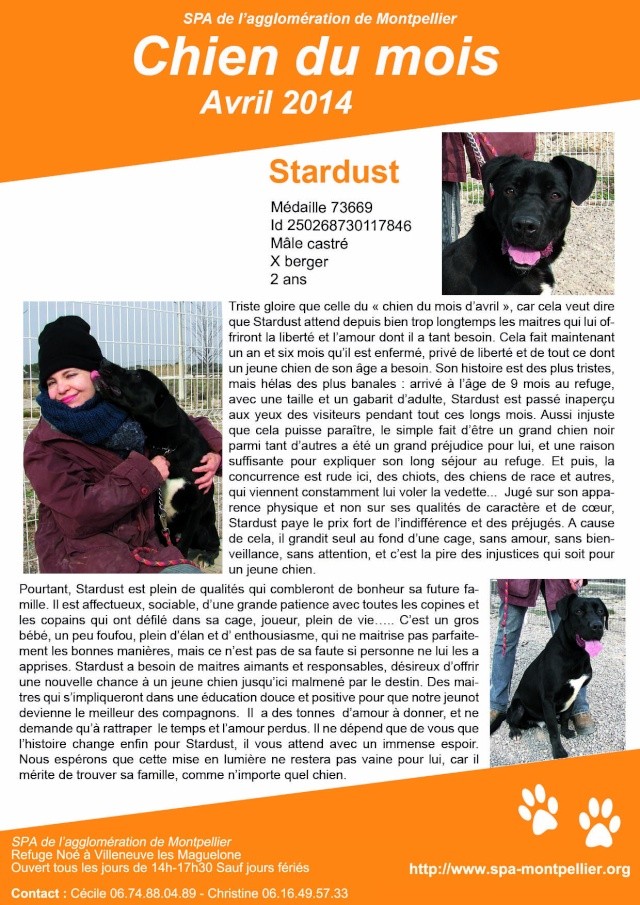 Stardust le chien du mois d'Avril Chiend11