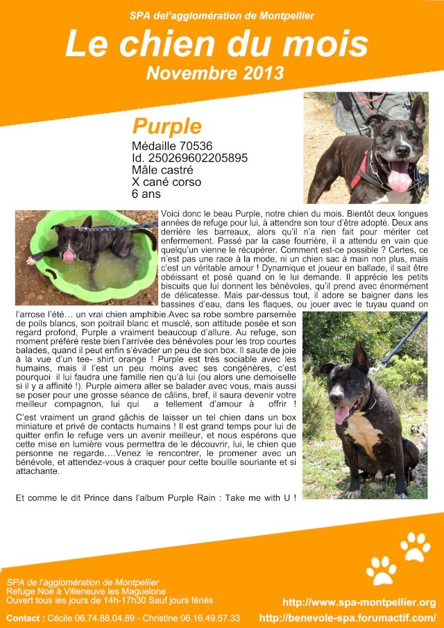 Purple le chien du mois de Novembre 2013 Purple10