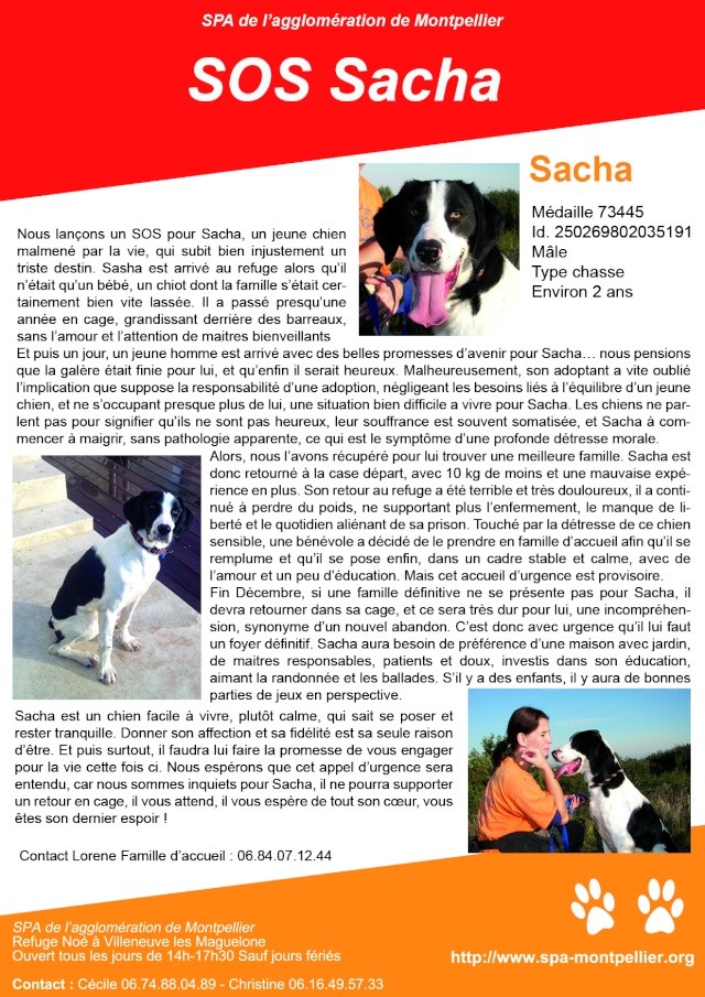 SOS pour Sacha Soschi11