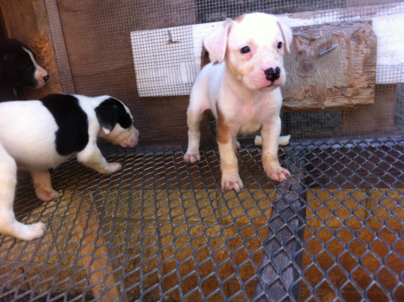 Airdale x APBT Pups For Sale Puppys11