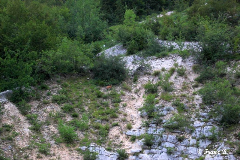 " La haut sur la montagne " ou, Franz et ses escapades alpines ... - Page 3 Img_0010
