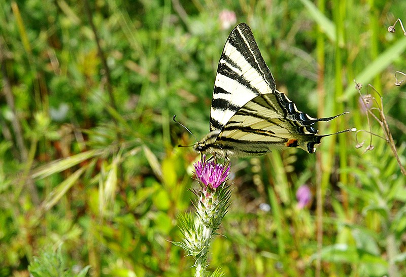 Un vrai papillon en Toscane Imgp8810