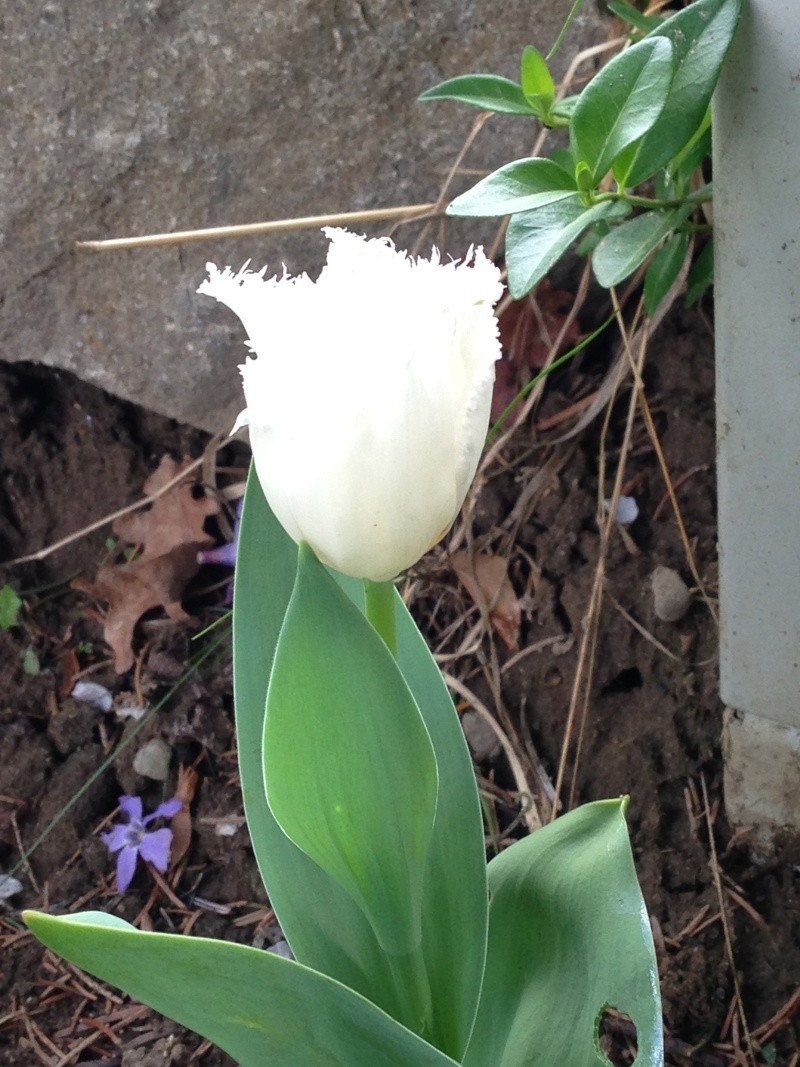 Frühling!!! - Seite 11 Img_1321