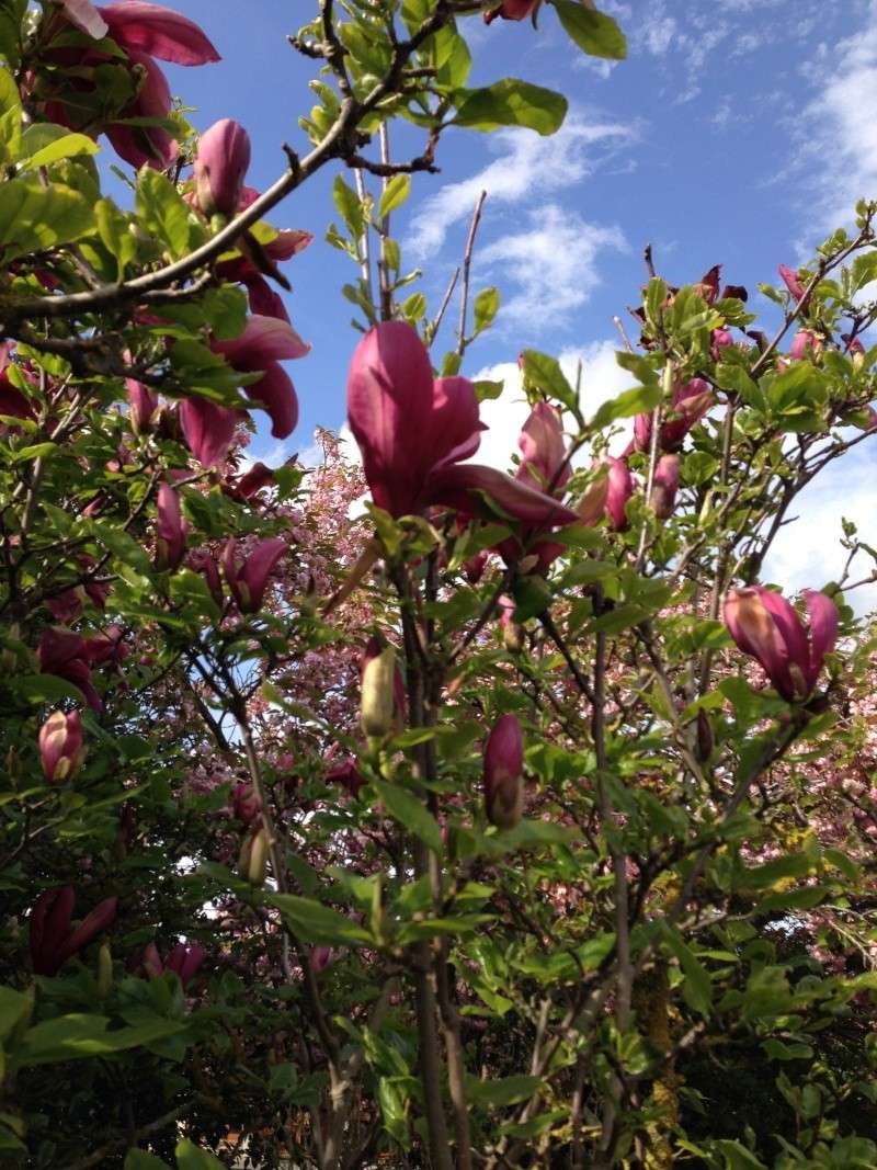 Frühling!!! - Seite 11 Img_1324