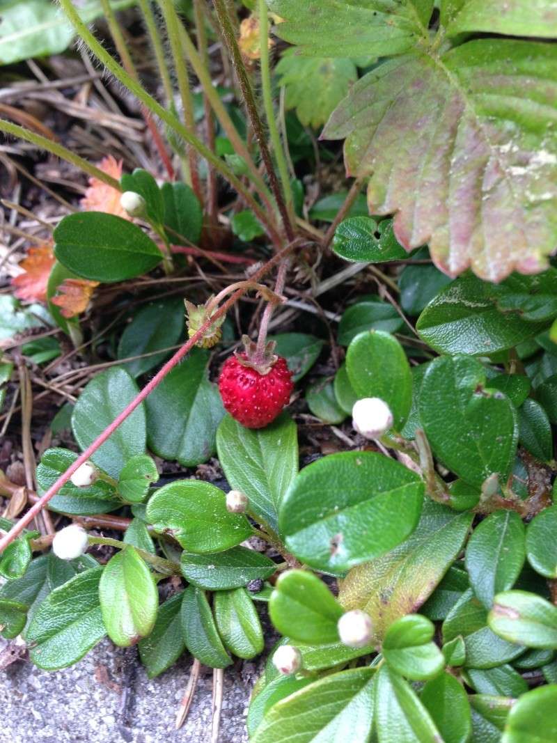 Frühling!!! - Seite 11 Img_1336