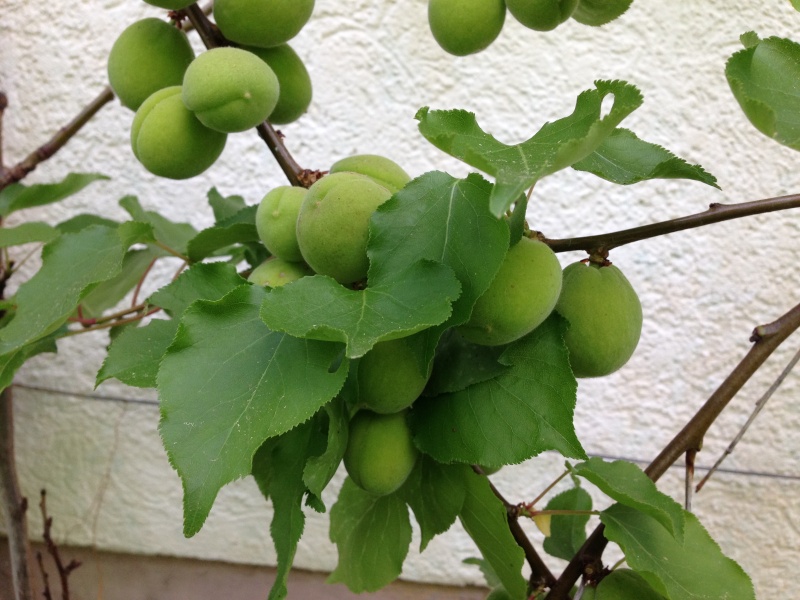Frühling!!! - Seite 12 Img_1342