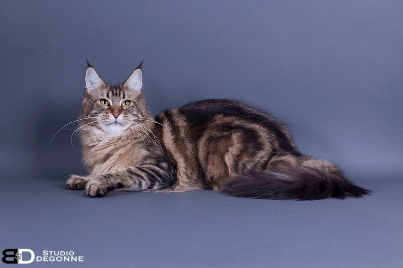 chat - Le Maine Coon 11574210