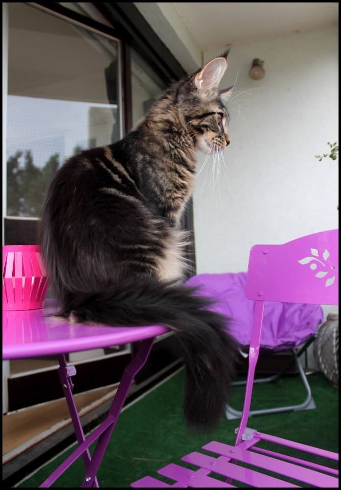 chat - Le Maine Coon Image122