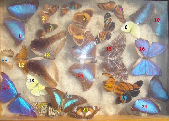 Estimation papillons sous verre Sans_t10