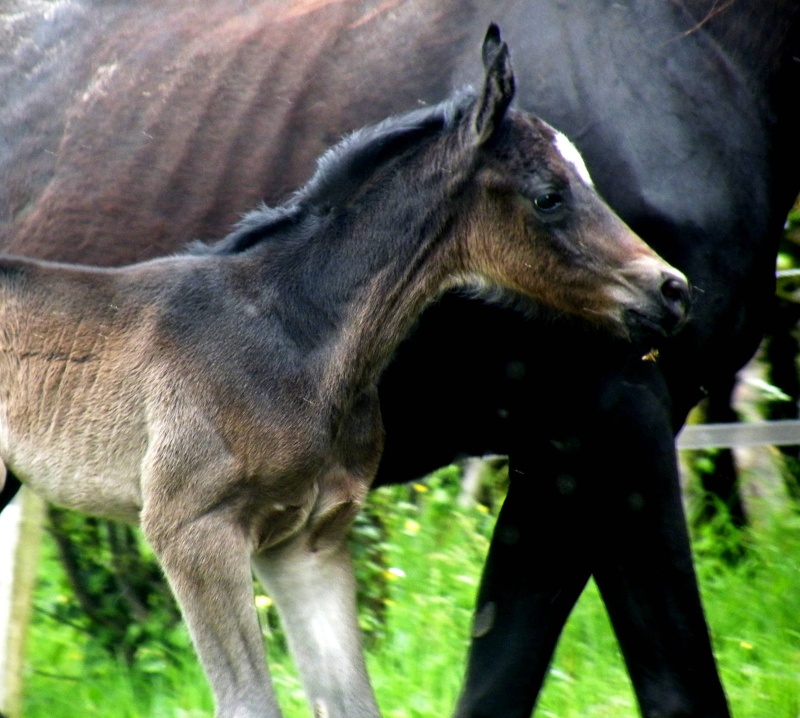 2014 - Frei Prinz Mage (Fürst Romancier x Gribaldi) Dscf9612