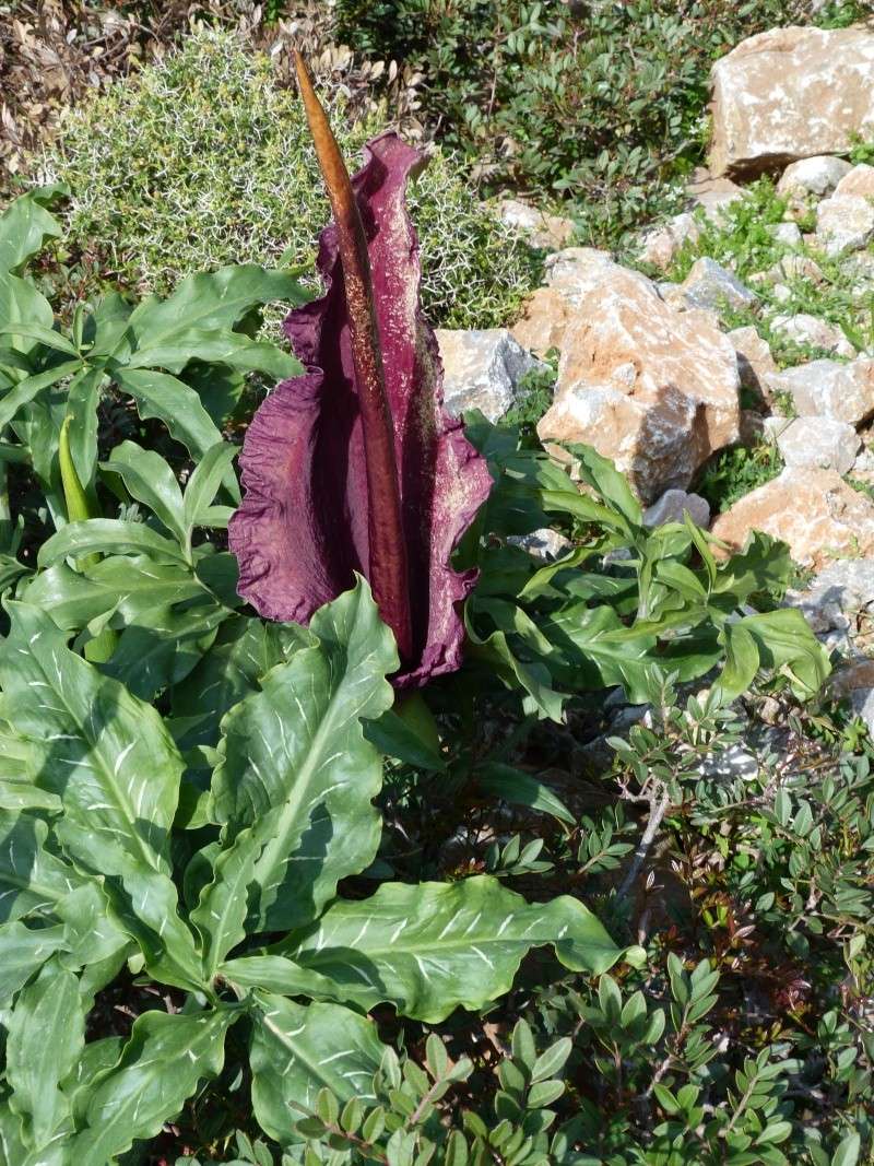 CRETE DE CHANIA A PLAKIAS DU 24 MARS AU 31 MARS P1570413