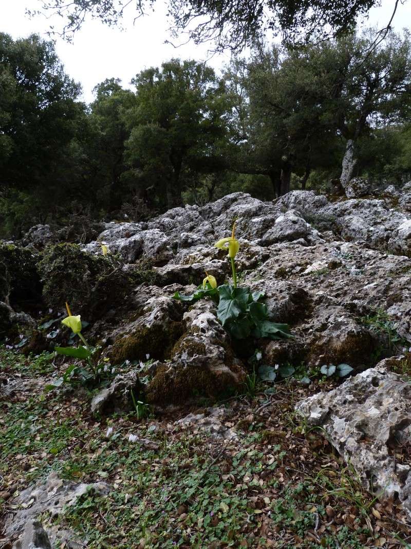 CRETE DE PLAKIAS A AGIOS NIKOLAOS DU 1er AU 10 avril P1600211