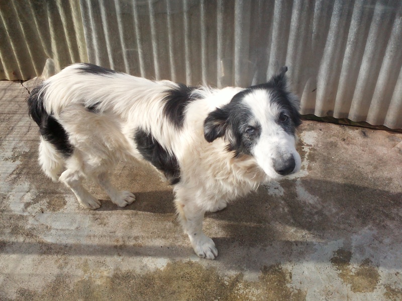 Sos pour ces chiens en grand danger d'eutha - priorité refuges/assos transfert - adoptant en France et fa sur le local    Cam00948