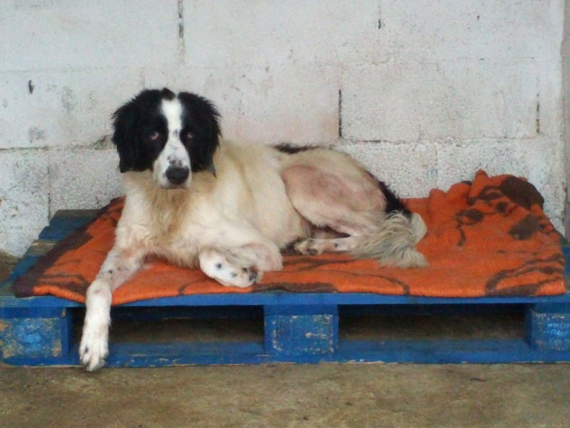 SOS - Grande Urgence pour tous ces chiens  risque d'eutha Cam01011