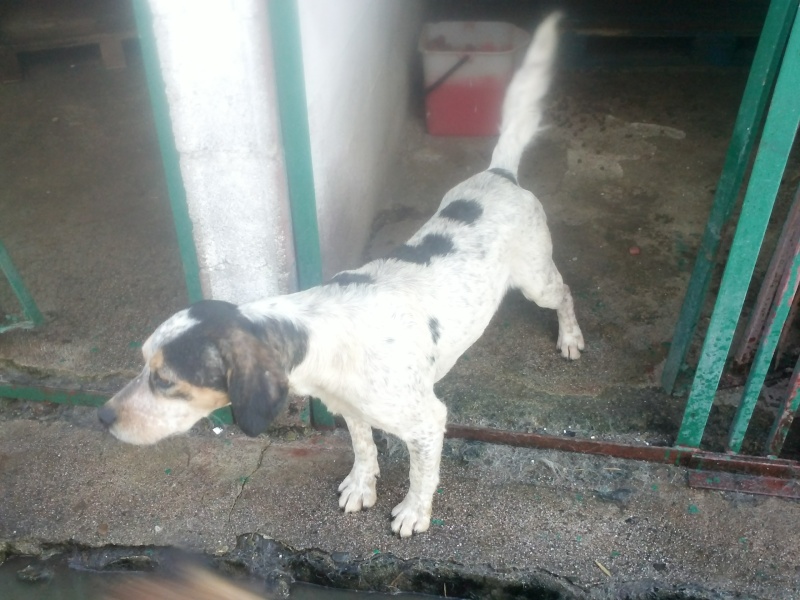 SOS - Grande Urgence pour tous ces chiens  risque d'eutha Cam01018