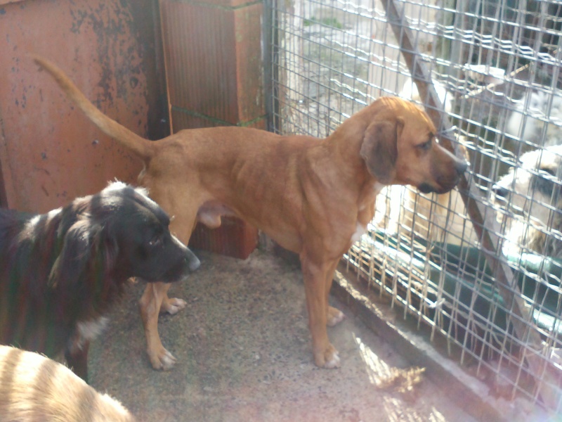 SOS - Grande Urgence pour tous ces chiens  risque d'eutha Cam01019