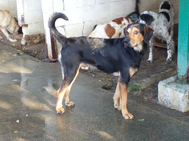 SOS - Grande Urgence pour tous ces chiens  risque d'eutha Cam01022
