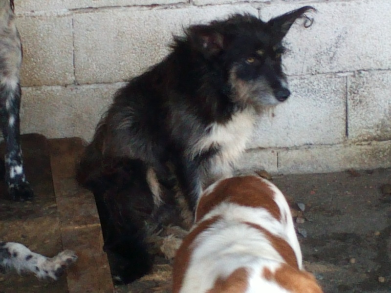 SOS - Grande Urgence pour tous ces chiens  risque d'eutha Cam01024