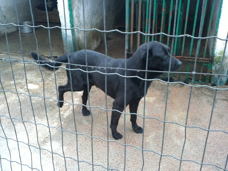 SOS - Grande Urgence pour tous ces chiens  risque d'eutha Cam01026
