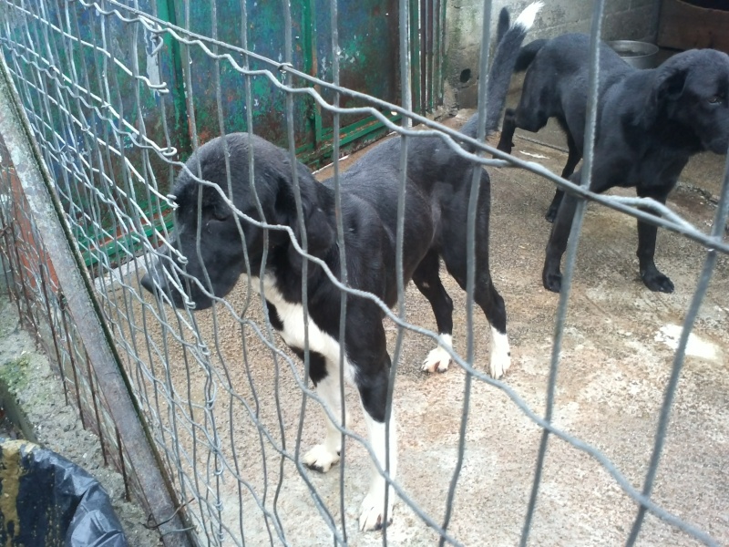 SOS - Grande Urgence pour tous ces chiens  risque d'eutha Cam01027